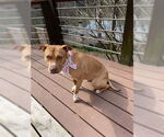 Small American Bulldog-Labrador Retriever Mix