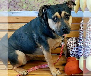 Molly - Female Mutt Dog for Adoption - Photo #7