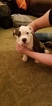 Small Photo #5 American Bully Puppy For Sale in CRESTON, MT, USA