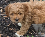 Puppy Colt Cavapoo