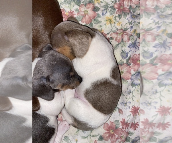 Medium Photo #12 Dachshund Puppy For Sale in LUBBOCK, TX, USA