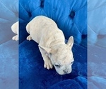 Small Photo #9 French Bulldog Puppy For Sale in LOUISVILLE, KY, USA