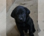 Puppy Puppy 2 Labrador Retriever