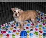 Small #10 Schnoodle (Miniature)
