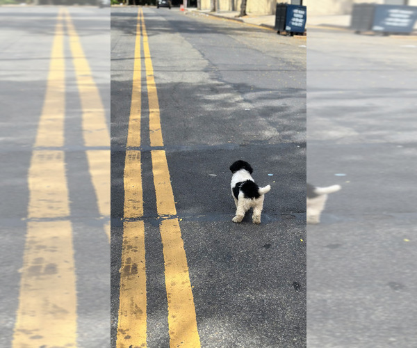Medium Photo #15 Poodle (Toy) Puppy For Sale in BRONX, NY, USA