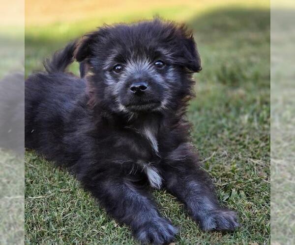 Medium Photo #1 Maltichon Puppy For Sale in San Diego, CA, USA