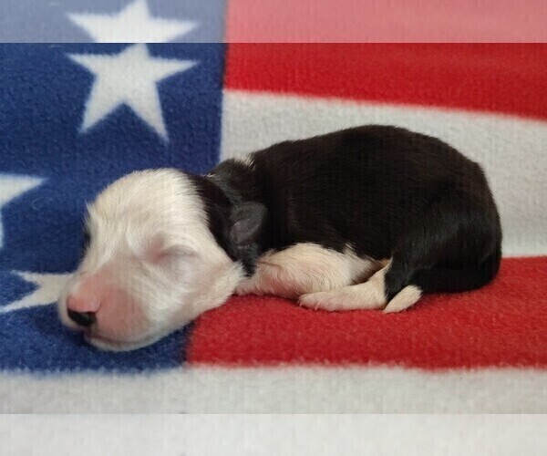 Medium Photo #51 Border Collie Puppy For Sale in NORBORNE, MO, USA