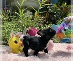Small #30 French Bulldog