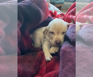 Labrador Retriever Puppy for Sale in MC LEANSBORO, Illinois USA