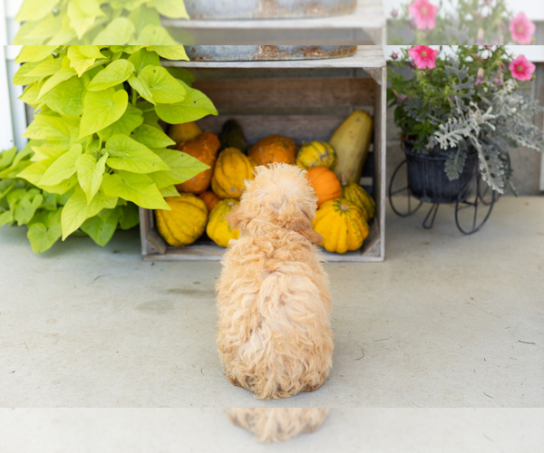 Medium Photo #5 Poodle (Miniature) Puppy For Sale in MILFORD, IN, USA
