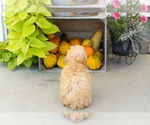 Small #4 Poodle (Miniature)