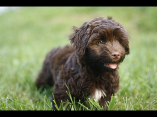 Havanese Puppy for sale in MANTORVILLE, MN, USA