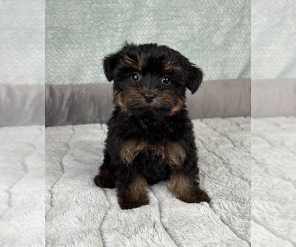 Medium Photo #7 YorkiePoo Puppy For Sale in FRANKLIN, IN, USA