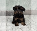 Small #6 YorkiePoo
