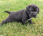 Small Photo #47 Cocker-Pei Puppy For Sale in GOSHEN, IN, USA