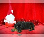 Puppy Pink Collar Doberman Pinscher