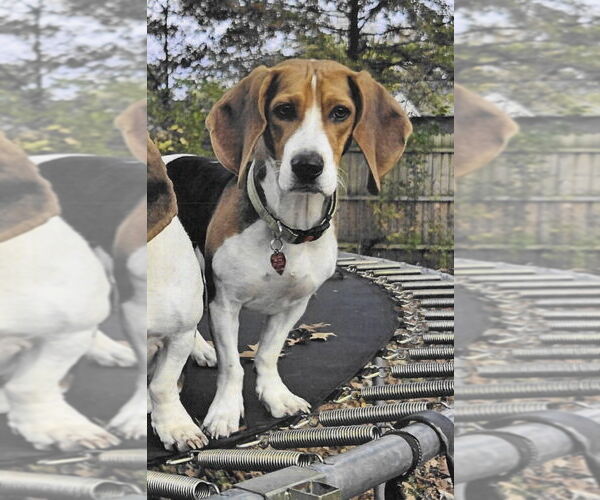 Medium Photo #1 Bagle Hound Puppy For Sale in Brookville, OH, USA