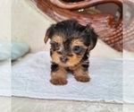 Puppy Frida Yorkshire Terrier