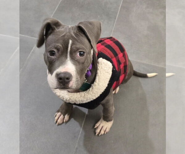 Medium Photo #6 Mutt Puppy For Sale in Clarkston, MI, USA