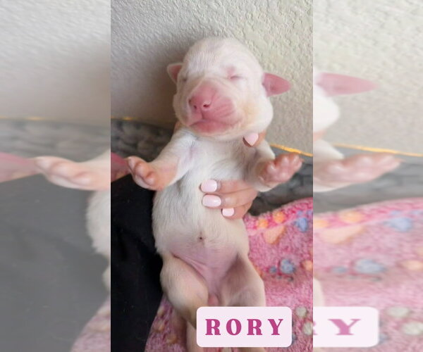 Medium Photo #1 Great Dane Puppy For Sale in Bullard, TX, USA