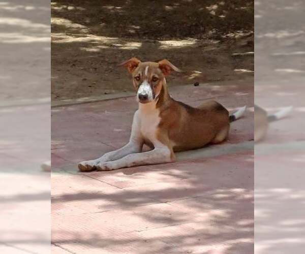 Medium Photo #1 Saluki Puppy For Sale in Cherry Hill, NJ, USA
