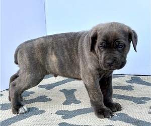 Cane Corso Puppy for Sale in LONG BEACH, California USA