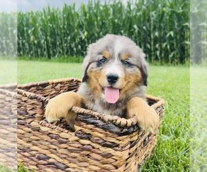 Bernedoodle (Miniature) Puppy for sale in GORDONVILLE, PA, USA