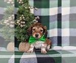 Small Photo #1 Dachshund Puppy For Sale in LEOLA, PA, USA