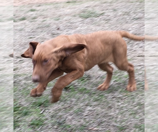 Medium Photo #4 Bloodhound Puppy For Sale in JOPLIN, MO, USA