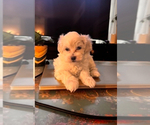 Image preview for Ad Listing. Nickname: Litter of 2