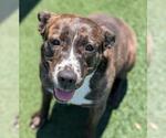 Small #16 American Pit Bull Terrier-Plott Hound Mix