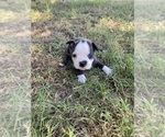 Image preview for Ad Listing. Nickname: Bono