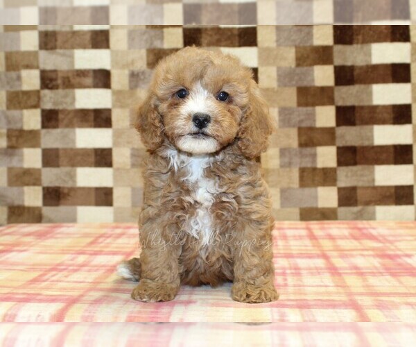 Medium Photo #3 Bernedoodle (Miniature)-Cavapoo (Miniature) Mix Puppy For Sale in DENVER, PA, USA