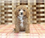 JJ - Male Bernedoodle (Miniature)-Cavapoo (Miniature) Mix Puppy for Sale - Photo #3