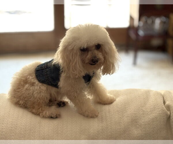Medium Photo #8 Poodle (Toy) Puppy For Sale in Wheaton, IL, USA