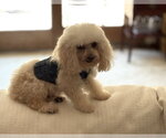 Small #7 Poodle (Toy)