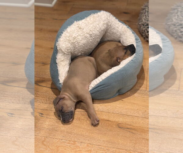 Medium Photo #7 Mutt Puppy For Sale in Philadelphia, PA, USA