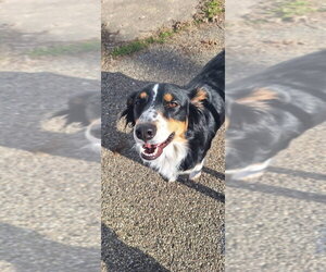 Border-Aussie Dogs for adoption in Aurora, IN, USA