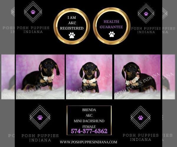 Medium Photo #28 Dachshund Puppy For Sale in WARSAW, IN, USA