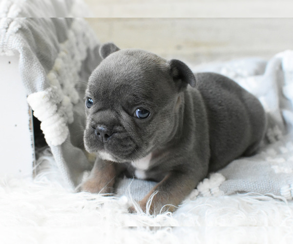 Medium Photo #8 French Bulldog Puppy For Sale in HOLDEN, MO, USA