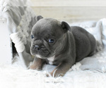 Small Photo #8 French Bulldog Puppy For Sale in HOLDEN, MO, USA