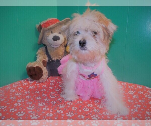 Medium Photo #1 Morkie Puppy For Sale in PATERSON, NJ, USA