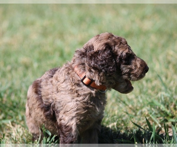 Medium Photo #64 Goldendoodle Puppy For Sale in HOWARD CITY, MI, USA