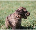 Small Photo #64 Goldendoodle Puppy For Sale in HOWARD CITY, MI, USA