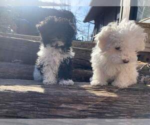 Maltese-Poodle (Toy) Mix Puppy for sale in SPRINGFIELD, MO, USA