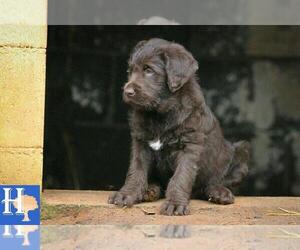 Labradoodle Puppy for sale in ELLENBORO, NC, USA