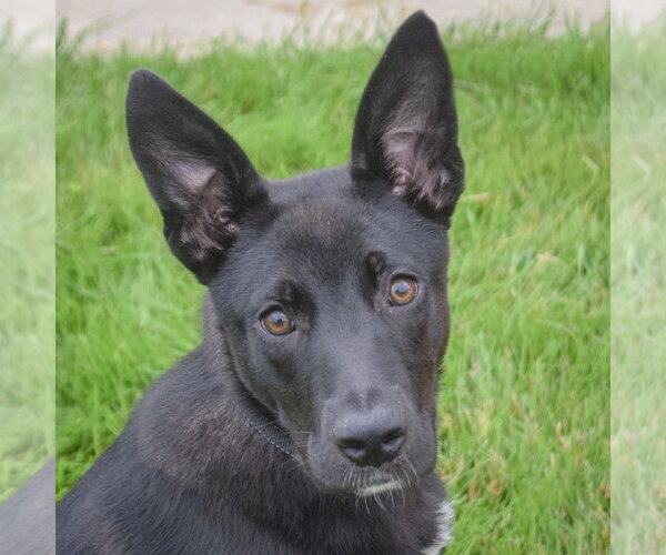 Medium Photo #6 Australian Kelpie-German Shepherd Dog Mix Puppy For Sale in Huntley, IL, USA