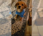 Small #1 Puggle