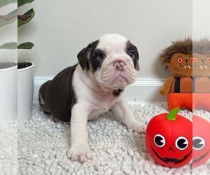 English Bulldog Puppy for sale in JOHNS ISLAND, SC, USA