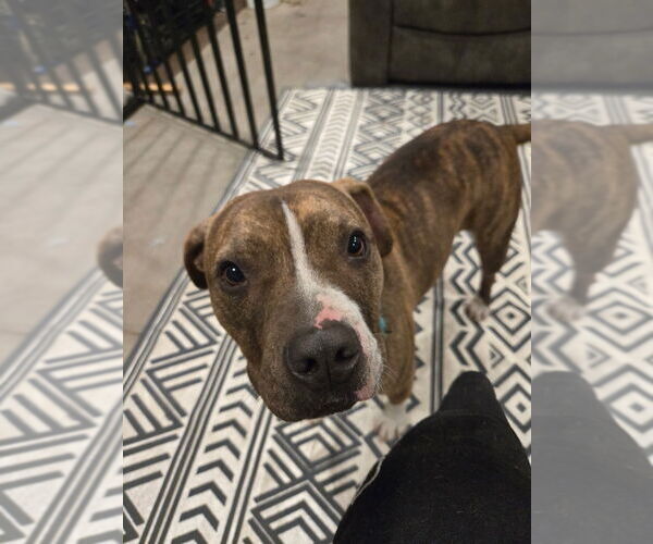 Medium Photo #2 Staffordshire Bull Terrier Puppy For Sale in Claremore, OK, USA